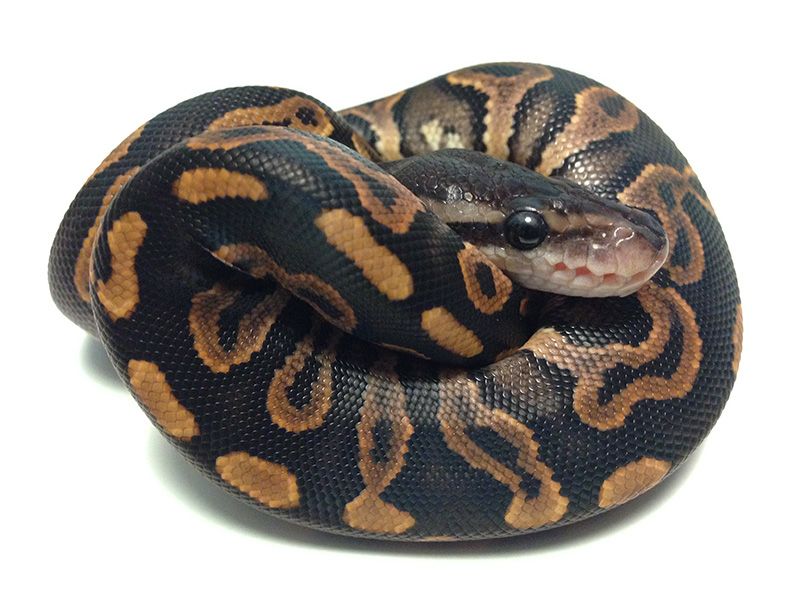 Cinnamon Gravel | World of Ball Pythons