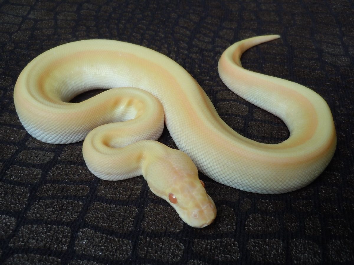 Albino Genetic Stripe Lesser | World of Ball Pythons
