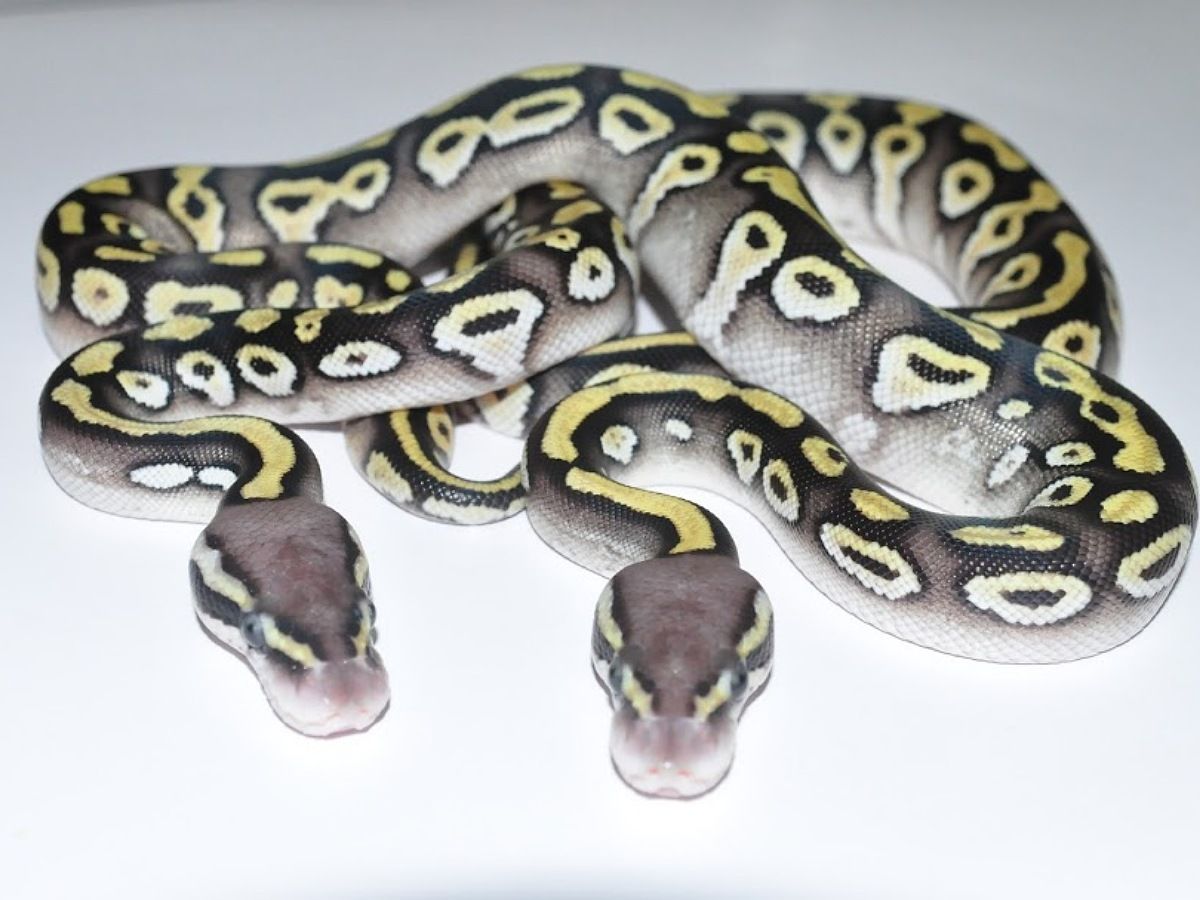Hydra Mojave Pastel | World of Ball Pythons