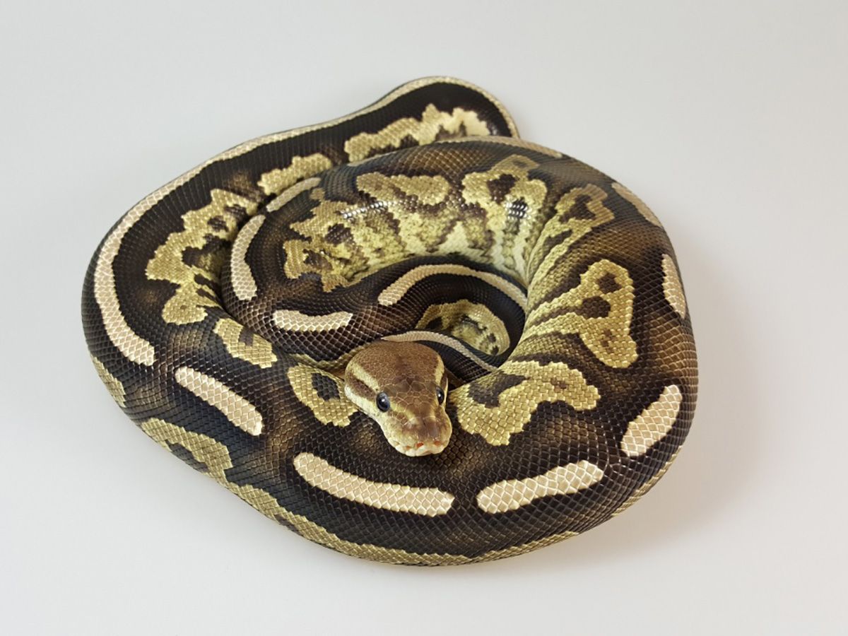 Firemon | World of Ball Pythons