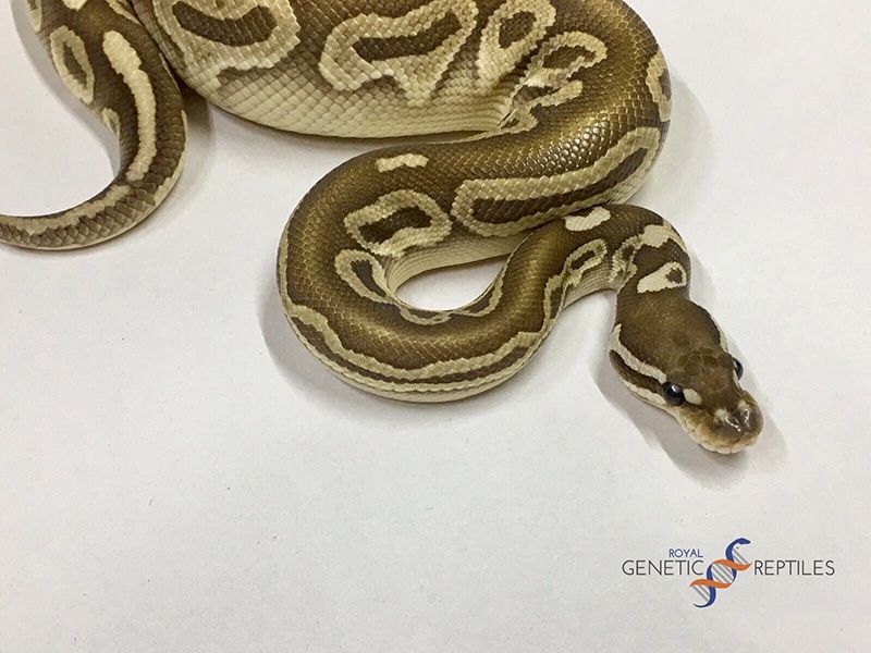 Red Axanthix Ball Python Butter Red Axanthic | World of Ball Pythons
