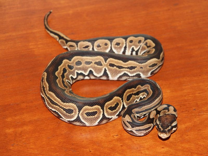 Super Green Pastel | World of Ball Pythons