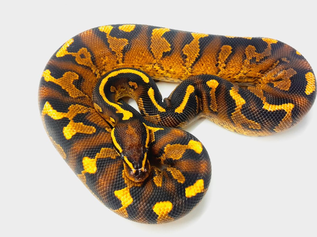 Super Asphalt | World of Ball Pythons