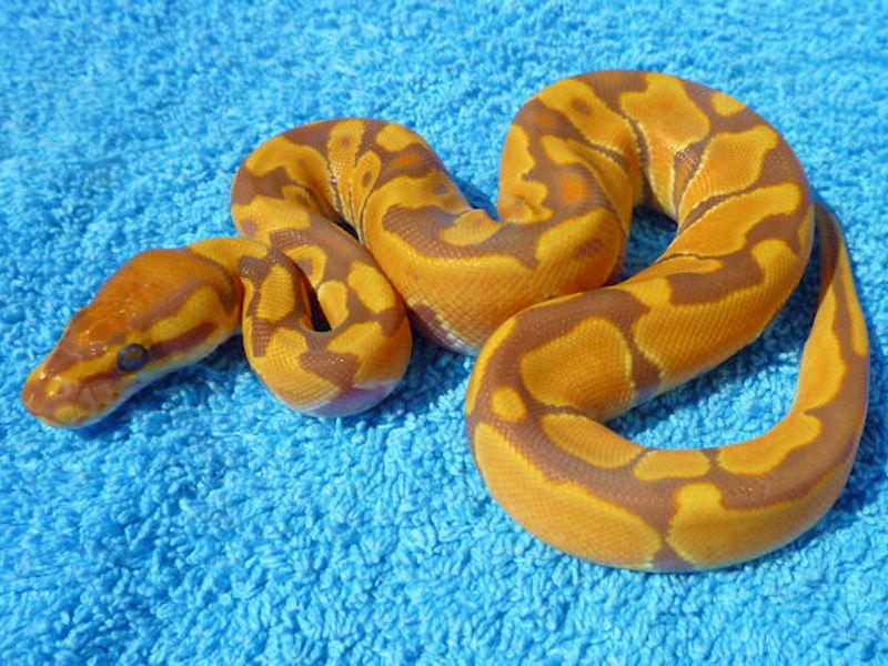 Sunbeam | World of Ball Pythons