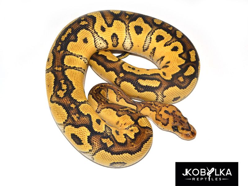 Fire Clown | World of Ball Pythons