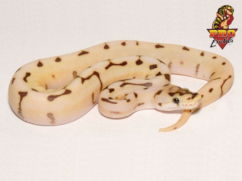 Lemonback Ball Python Morph Desert Lemonback Spider | World of Ball Pythons