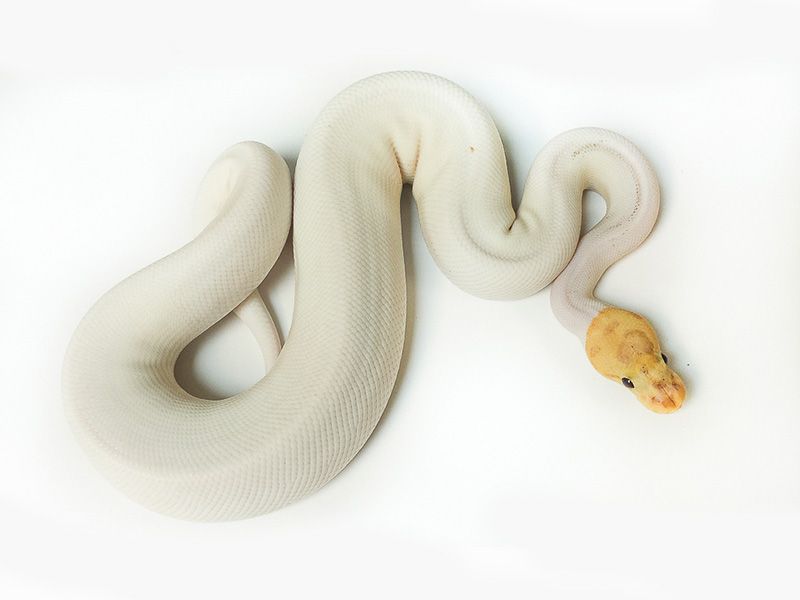 Banana Spied | World of Ball Pythons