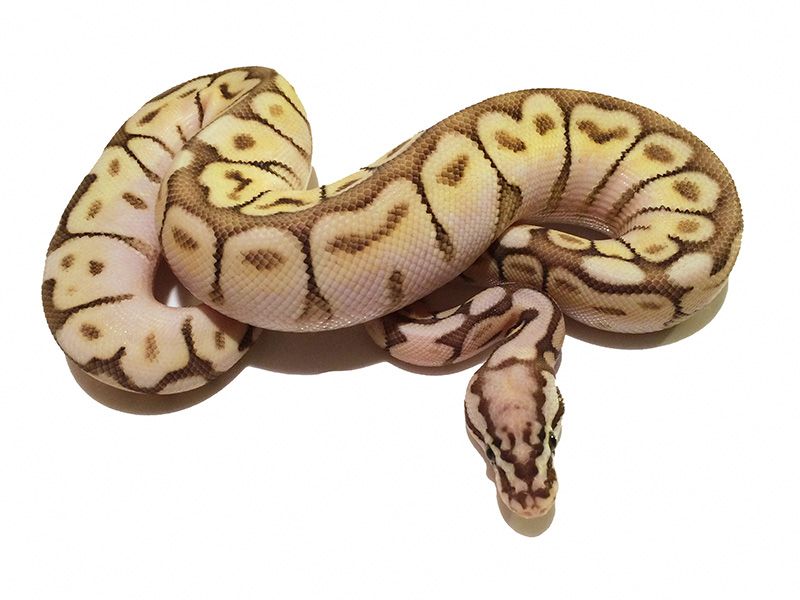 Genetic Black Back Lesser Pastel Spider | World of Ball Pythons