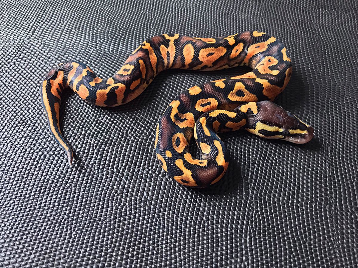Calico Sunrise Yellow Belly | World of Ball Pythons