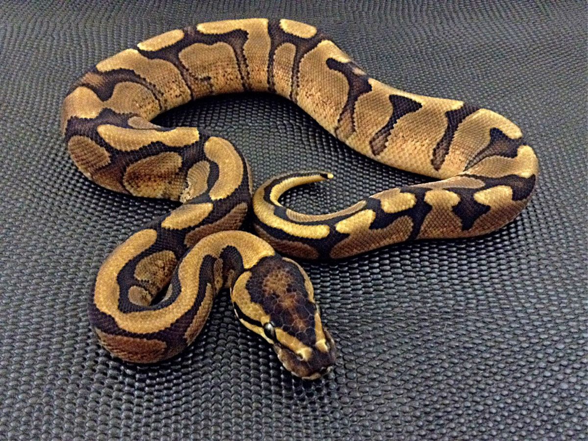 Enchi Red Stripe | World of Ball Pythons