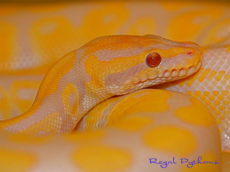 Lavender Albino | World of Ball Pythons