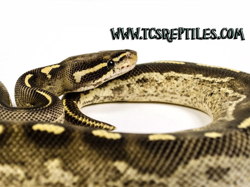 Double Freeway Ball Python Freeway | World of Ball Pythons