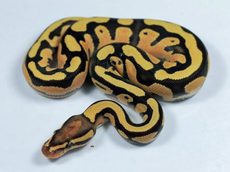*no reserve* fire orange dream clown ball python by... Fire Orange Dream | World of Ball Pythons