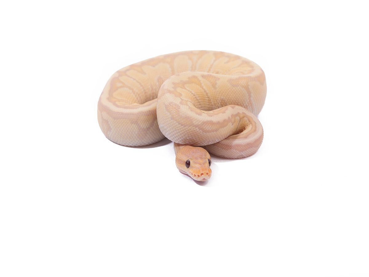 Banana Chocolate Lesser Spider | World of Ball Pythons