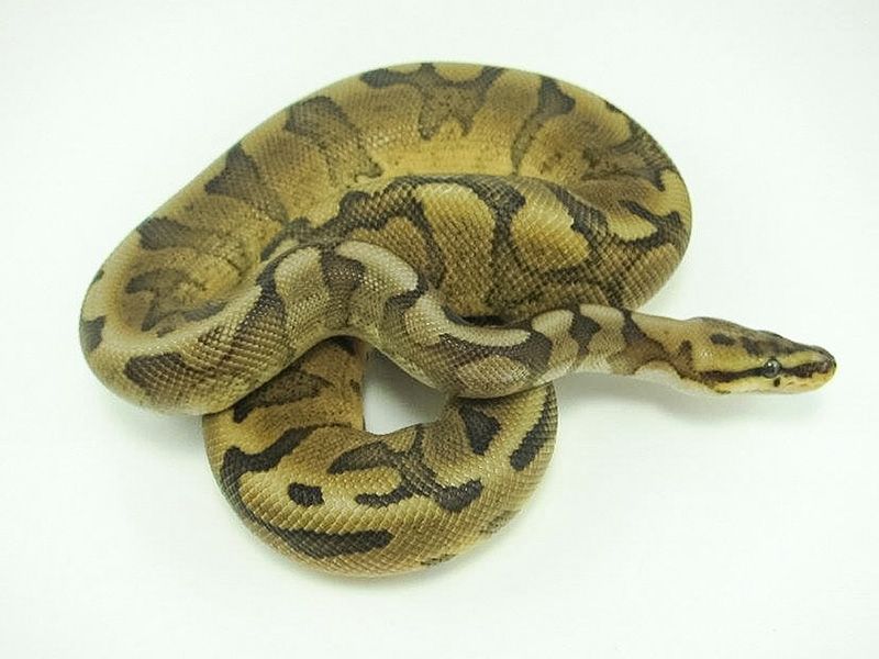 Chocolate Het Red Axanthic Spider | World of Ball Pythons