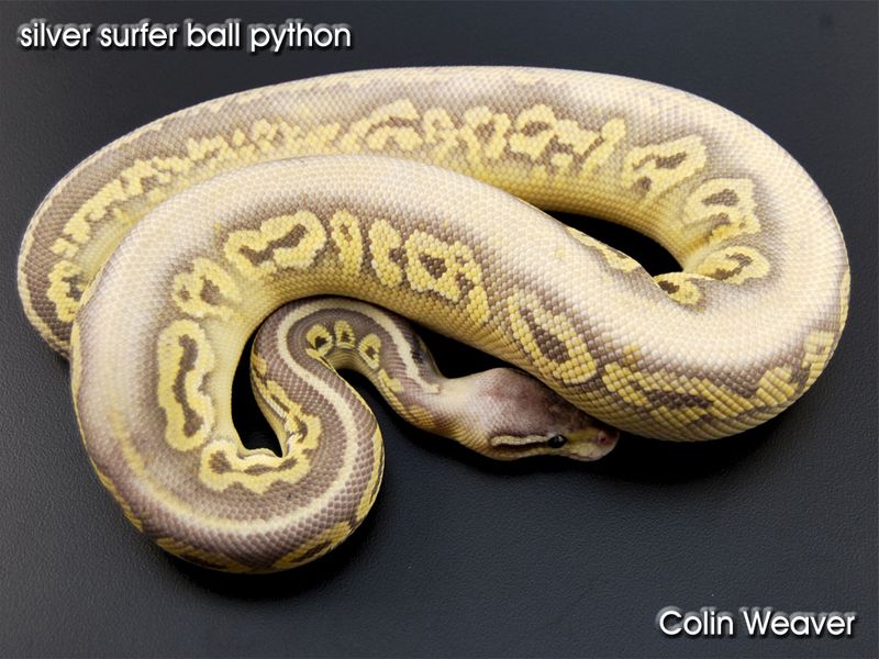 Silver Surfer | World of Ball Pythons