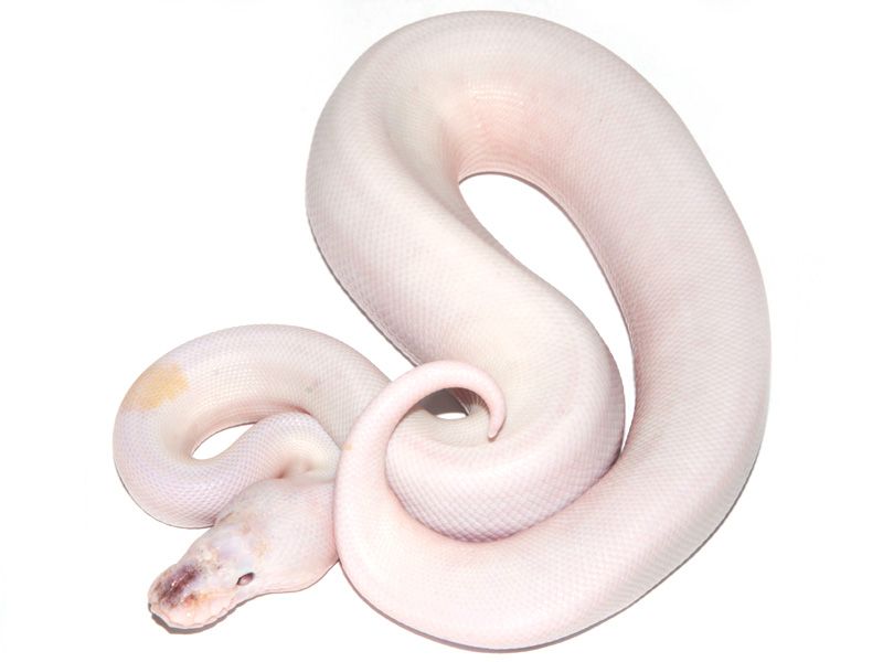 Lesser Pied | World of Ball Pythons