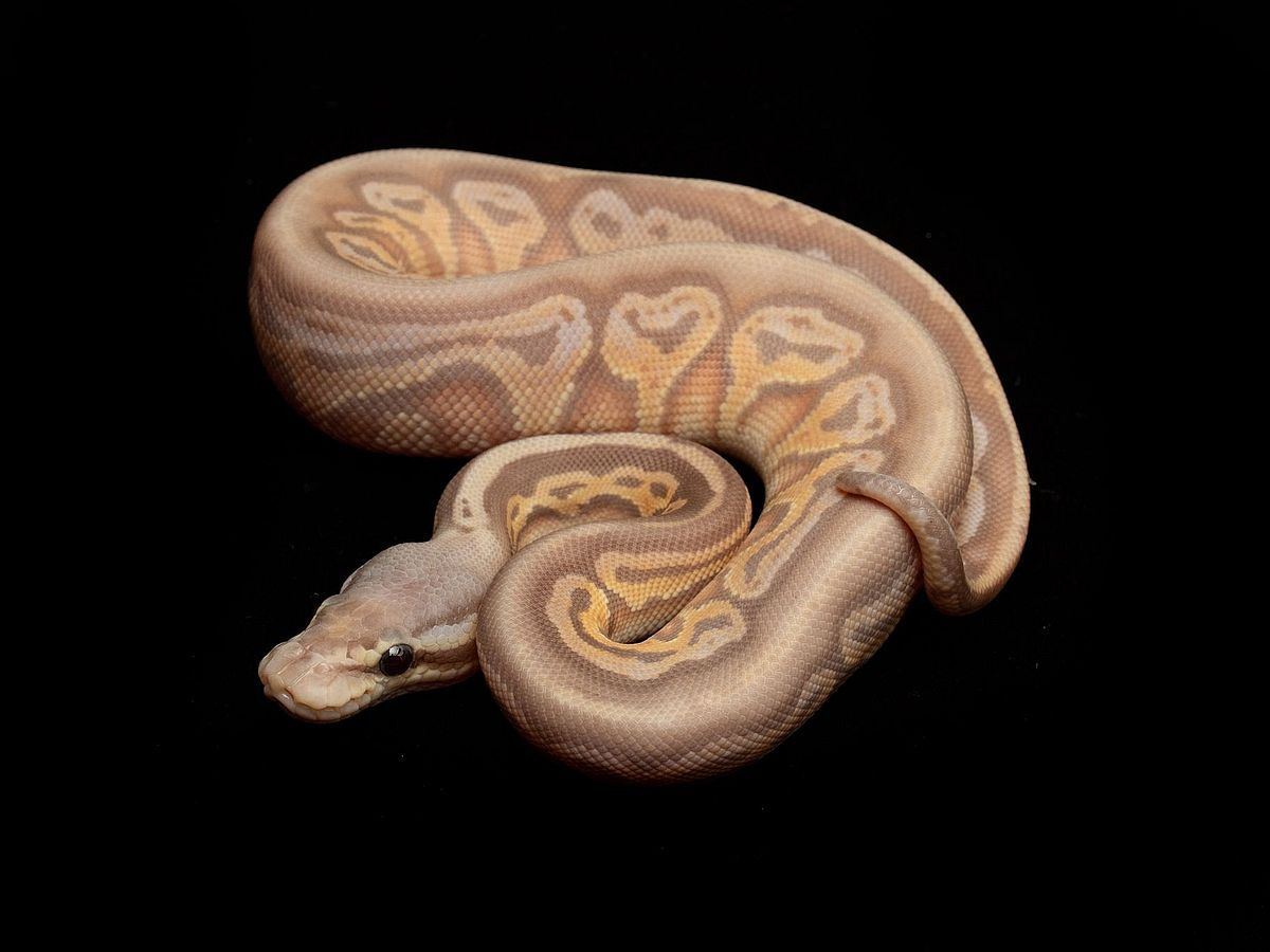 Banana Ball Black Head Het Red Axanthic Pastel Yellow Belly | World of ...