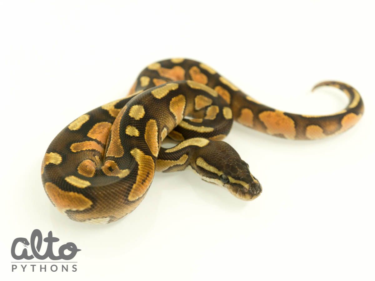 Arroyo Cinnamon Enchi | World of Ball Pythons