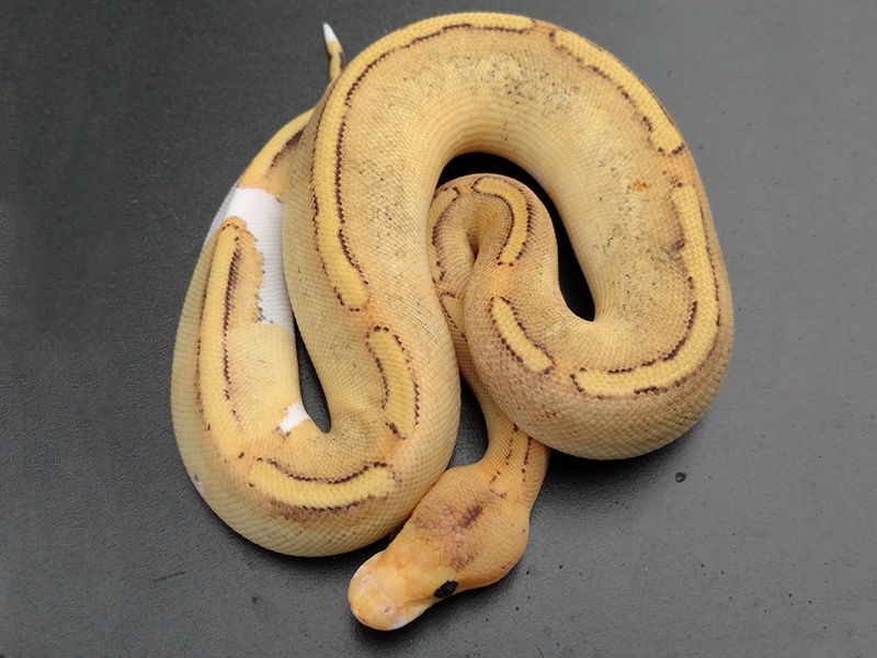 Fierce Yellow Python Champagne Fire Yellow Belly | World of Ball Pythons