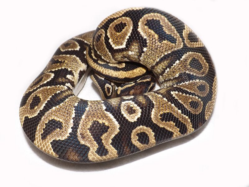 Aurora | World of Ball Pythons