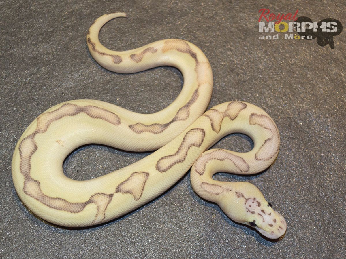 Butter Citrus Pastel Clown Enchi Fire | World of Ball Pythons