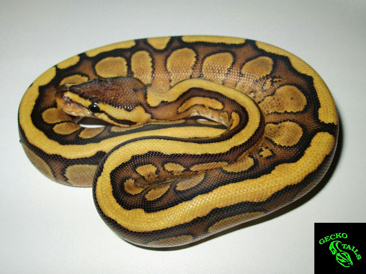 Red Stripe Spark | World of Ball Pythons