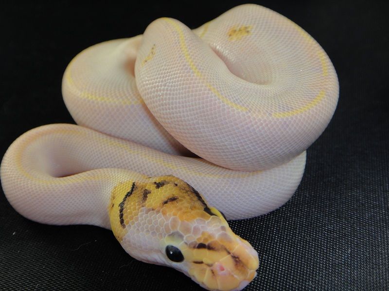 Ivory Moph Ball Python Ivory | World of Ball Pythons