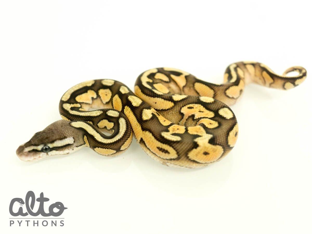 Arroyo Cinnamon Enchi Pastel | World of Ball Pythons