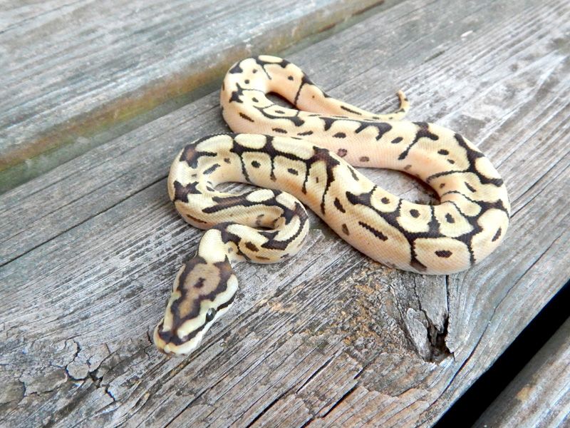 Spider Mutation Royal Python Josie Mojave Spider | World of Ball Pythons