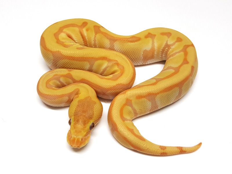 Rainbow Super Enchi | World of Ball Pythons