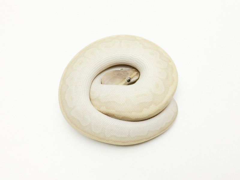Pinstripe Crystal | World of Ball Pythons