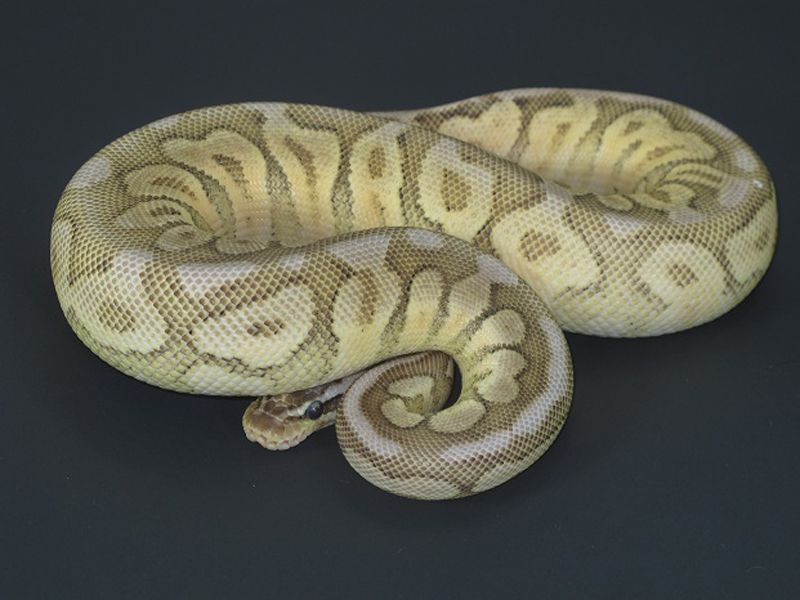 Cinnamon Mojave Pastel Spider | World of Ball Pythons