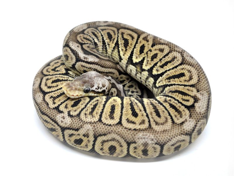 Black Pewter Spotnose | World of Ball Pythons