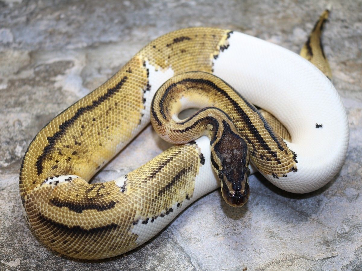 Frenzy Ball Python Frenzy Piebald | World of Ball Pythons