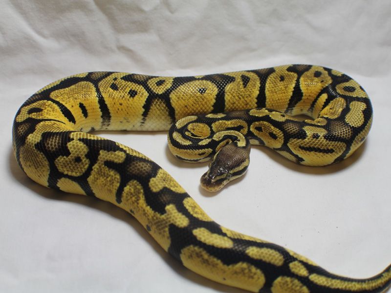 Pastel Congo | World of Ball Pythons