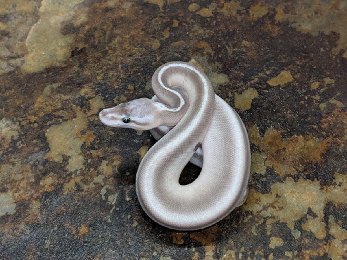 black pastel bongo ball python by freedom breeder -... Black Pastel Cinnamon Lesser Super Bongo | World of Ball Pythons