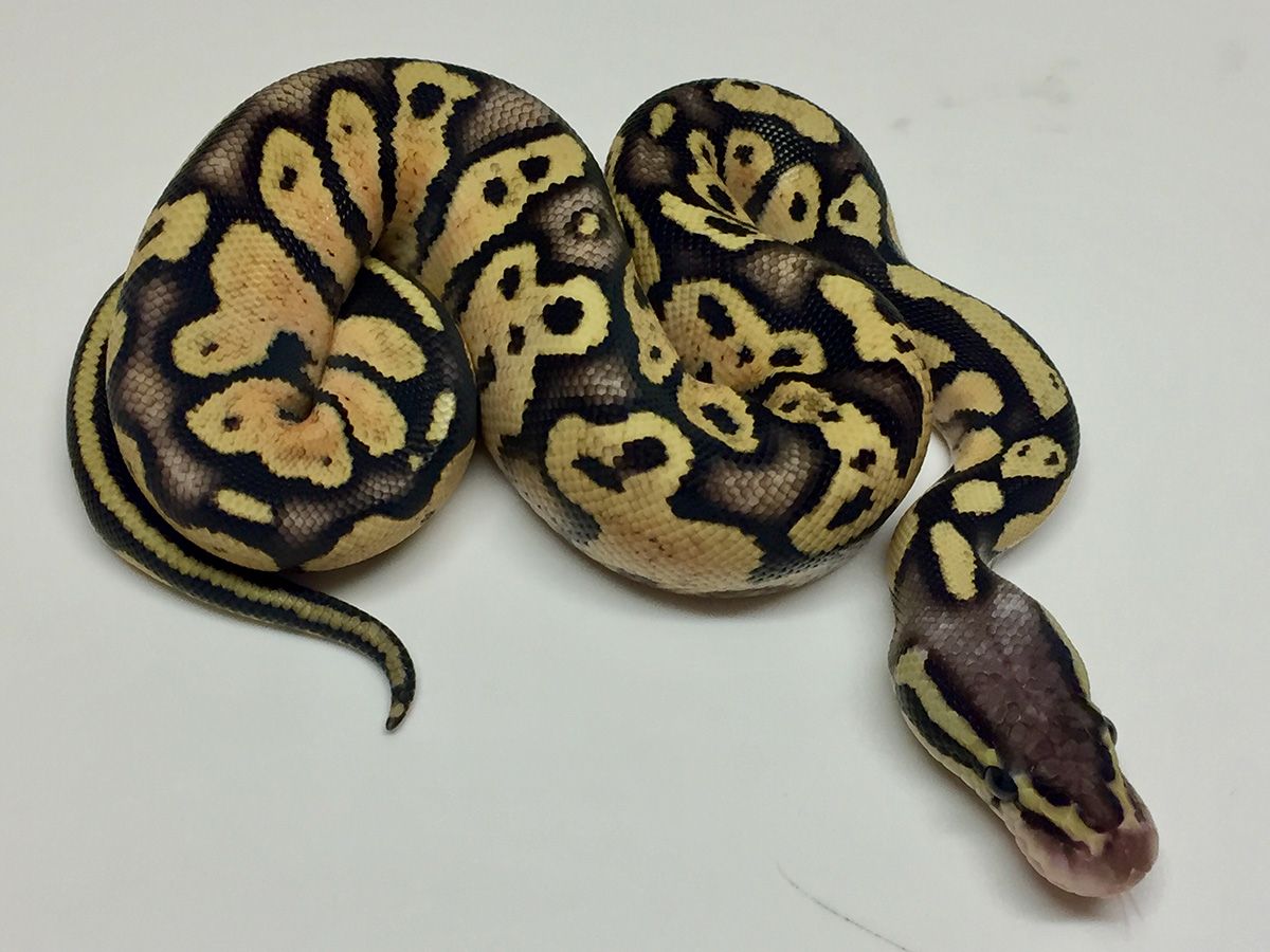 Genetic Black Back Pastel Phantom | World of Ball Pythons