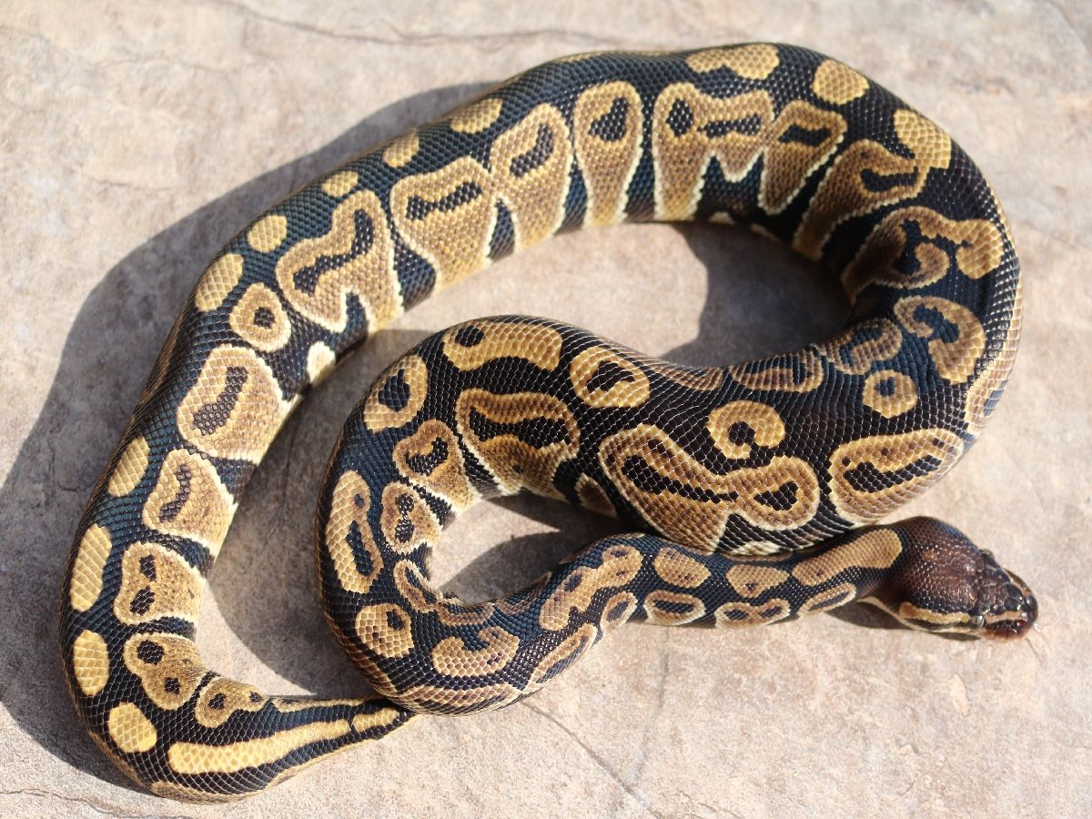 Storm | World of Ball Pythons