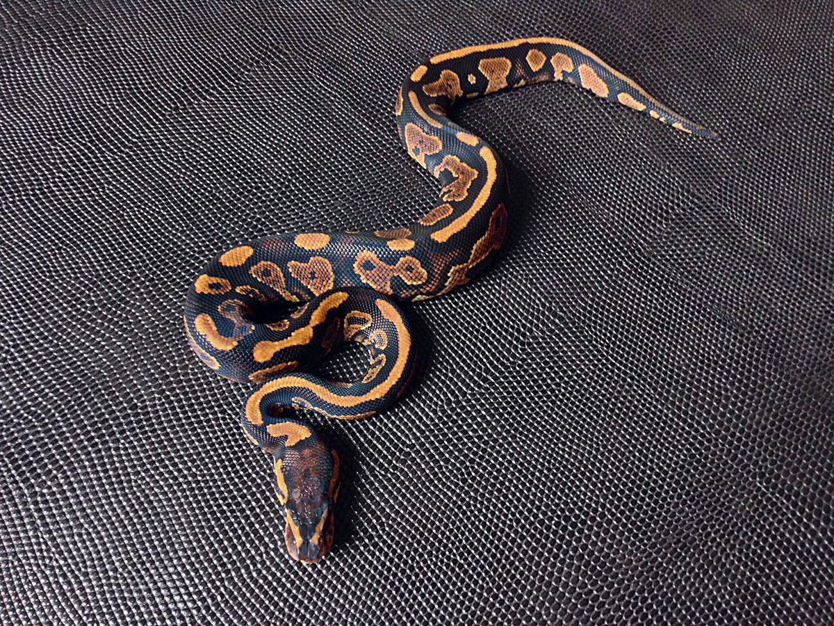 Black Pastel Red Stripe | World of Ball Pythons