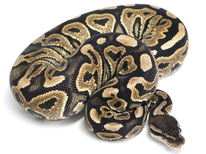 Hydra Cinnamon | World of Ball Pythons