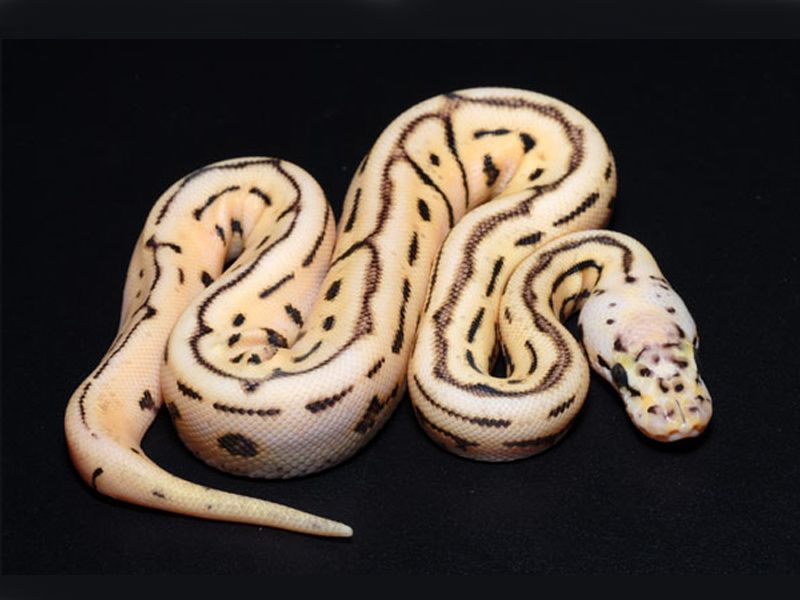 Frenzy Ball Python Buzz | World of Ball Pythons