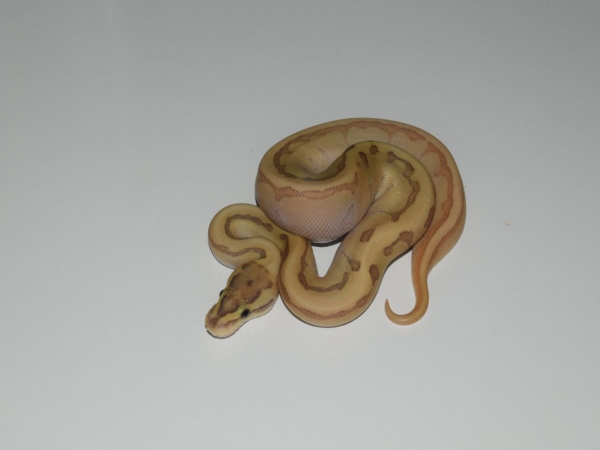 Butter Enchi Fire Pinstripe | World of Ball Pythons