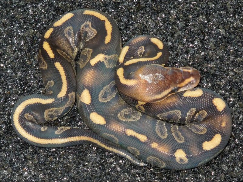 Super Chocolate | World of Ball Pythons