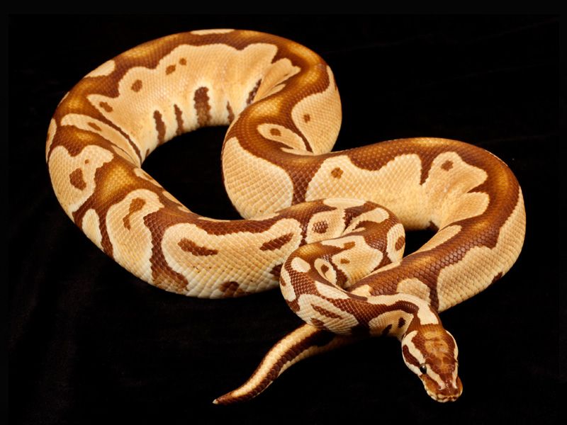 Pastel Monarch Ball Python Monarch Pastel | World of Ball Pythons