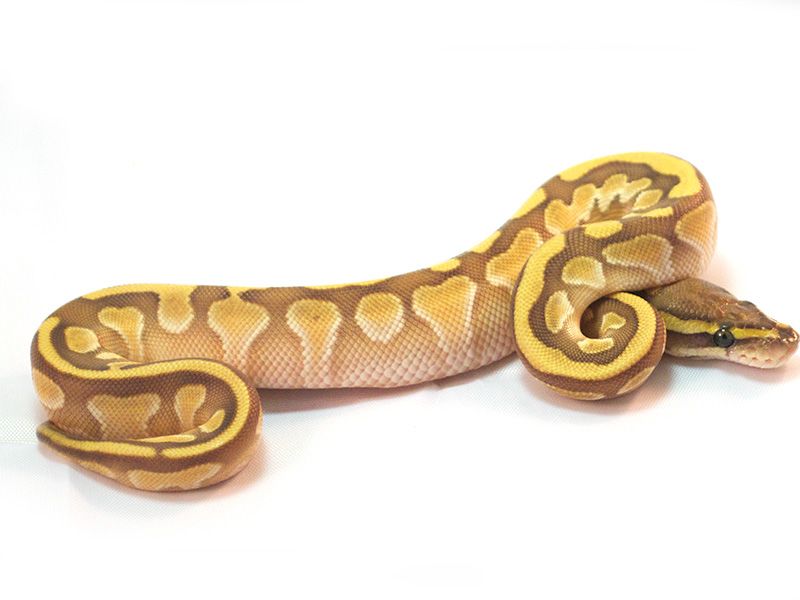 Arroyo Enchi Lesser | World of Ball Pythons