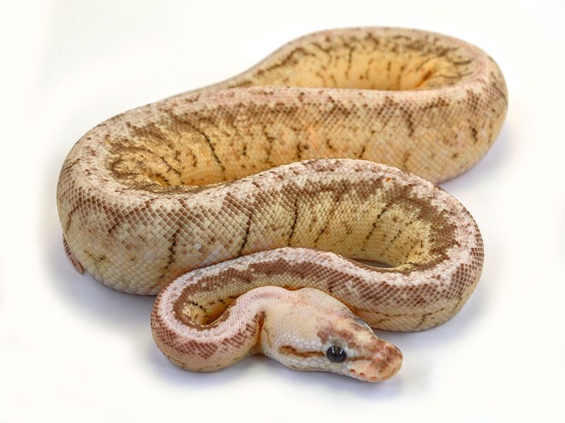 Pewter Spinner | World of Ball Pythons