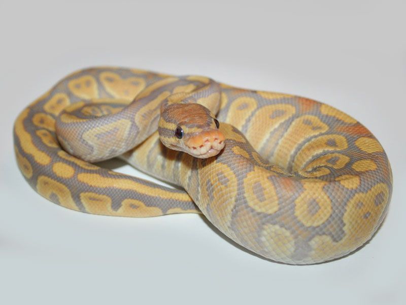 Caramel Glow | World of Ball Pythons