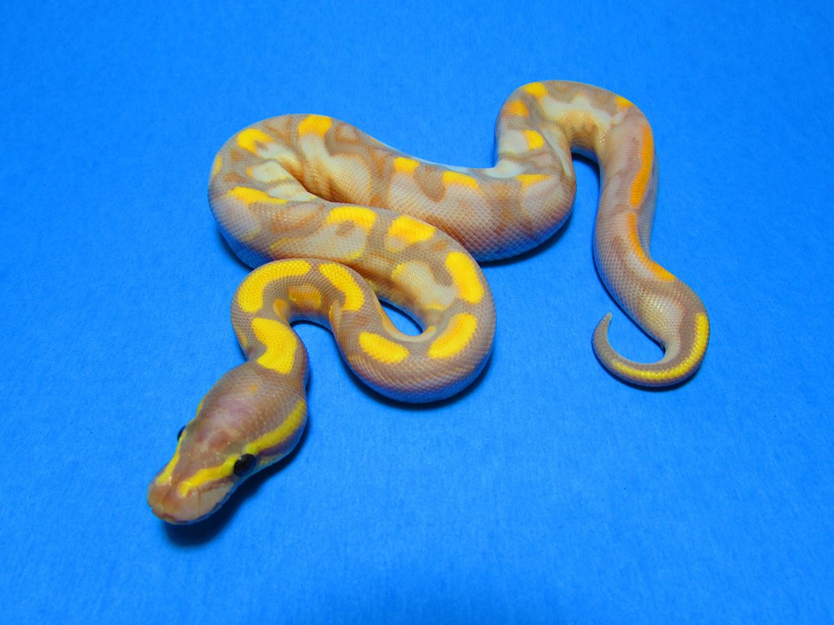 Banana Calico | World of Ball Pythons