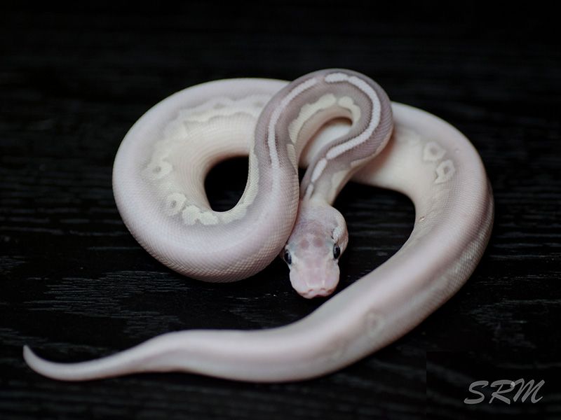 Full Moon | World of Ball Pythons